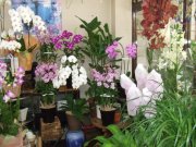 「花のカジノ」　（愛知県大府市）の花屋店舗写真3