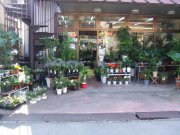 「花のカジノ」　（愛知県大府市）の花屋店舗写真1